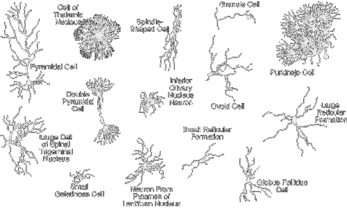MindProject | Neurons, Synapses, and Neurotransmission